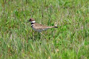 Killdeer