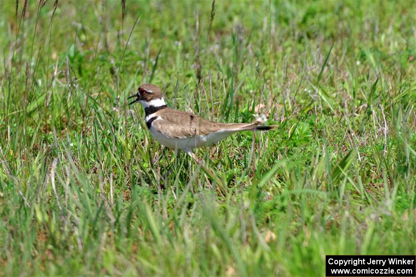 Killdeer