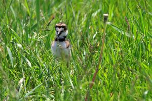 Baby Killdeer