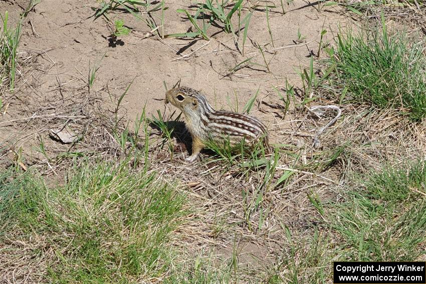Thirteen-lined ground squirrel