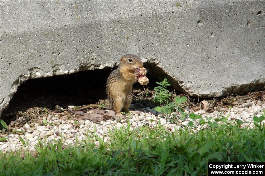 A thirteen-lined ground squirrel grabs a snack during the Porsche GT3 Cup race.