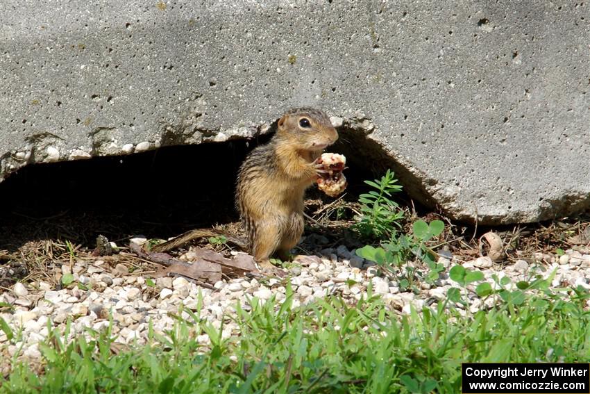 A thirteen-lined ground squirrel grabs a snack during the Porsche GT3 Cup race.