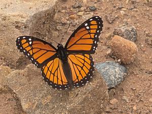 Viceroy Butterfly