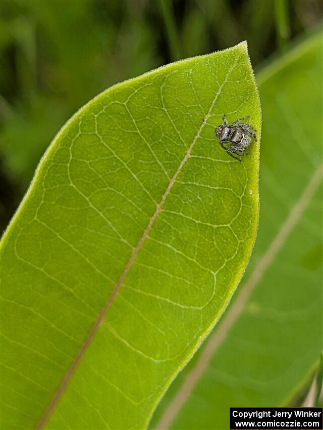 A jumping spider on a Milkweed plant