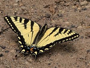 Canadian Tiger Swallowtail Butterfly