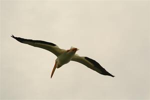 American White Pelican flying over Buffalo Lake