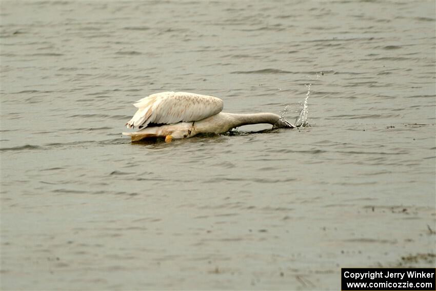 American White Pelican feeding in Buffalo Lake