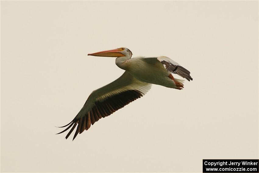 American White Pelican flying over Buffalo Lake