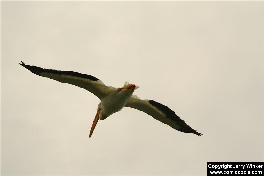 American White Pelican flying over Buffalo Lake