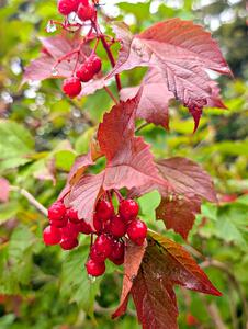 Highbush cranberries growing near the headwaters of the Mississippi River.