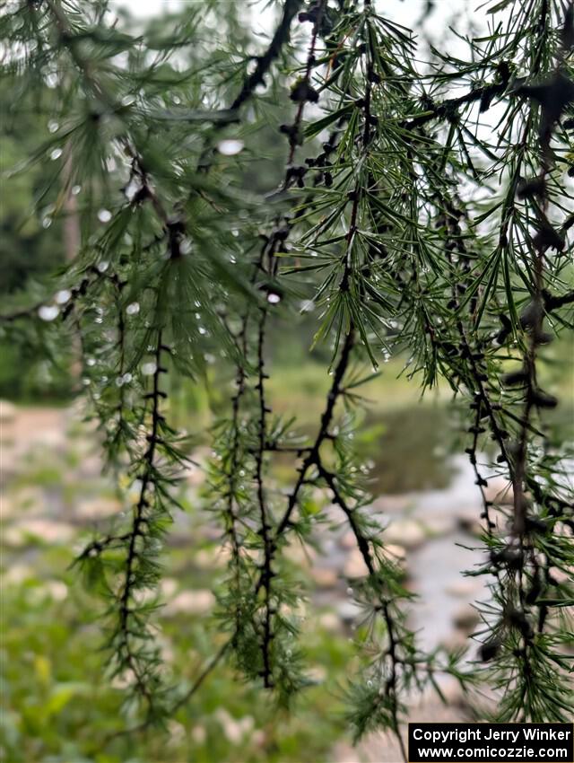 A dew-covered Tamarack branch near the headwaters of the Mississippi River.