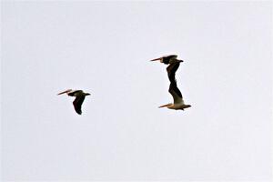 A trio of American White Pelicans fly over Lake Bemidji.