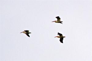 A trio of American White Pelicans fly over Lake Bemidji.