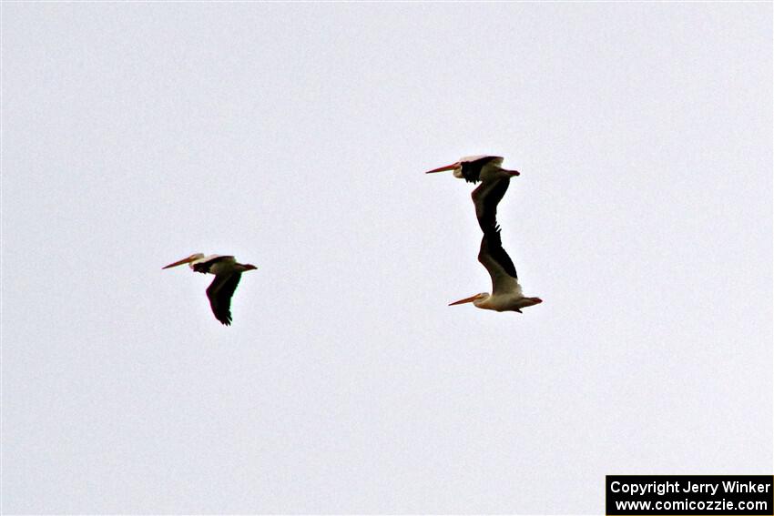 A trio of American White Pelicans fly over Lake Bemidji.