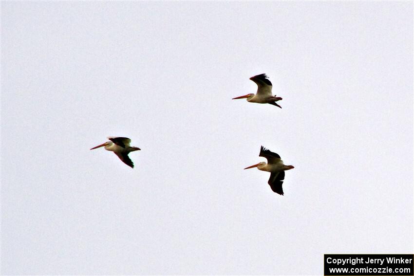 A trio of American White Pelicans fly over Lake Bemidji.