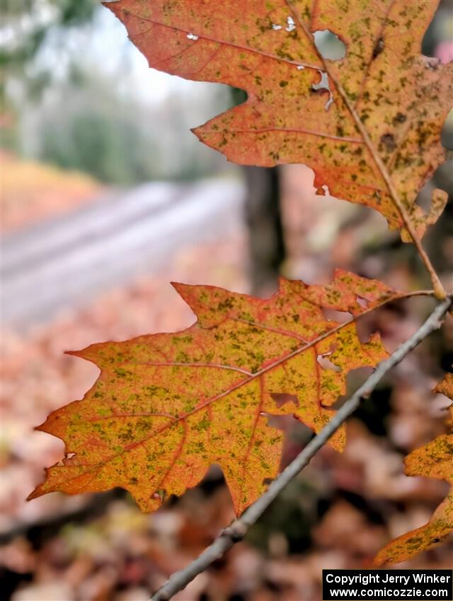 PXL_20251017_154038658.PORTRAIT~2