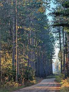 Tall pines alongside of SS9, Two Mile Creek I.