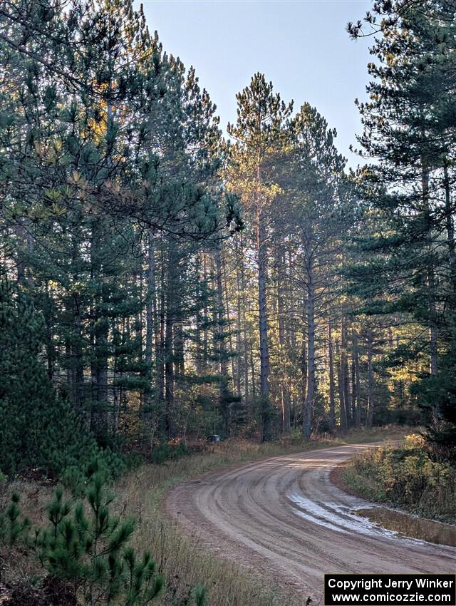 Tall pines alongside of SS9, Two Mile Creek I.