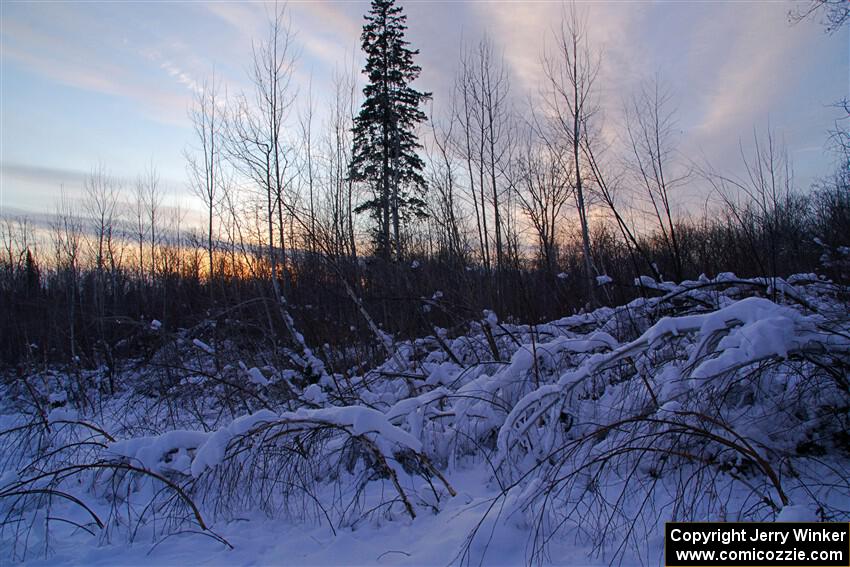 Heavy snow blanketed the bent over saplings at sundown between stages.