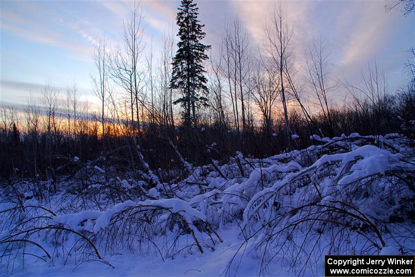 Heavy snow blanketed the bent over saplings at sundown between stages.