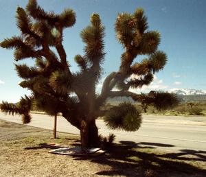 Joshua Tree