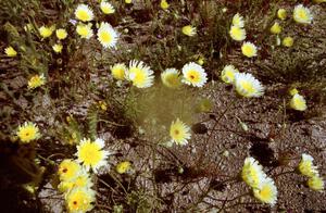 More wildflowers at the Joshua Tree