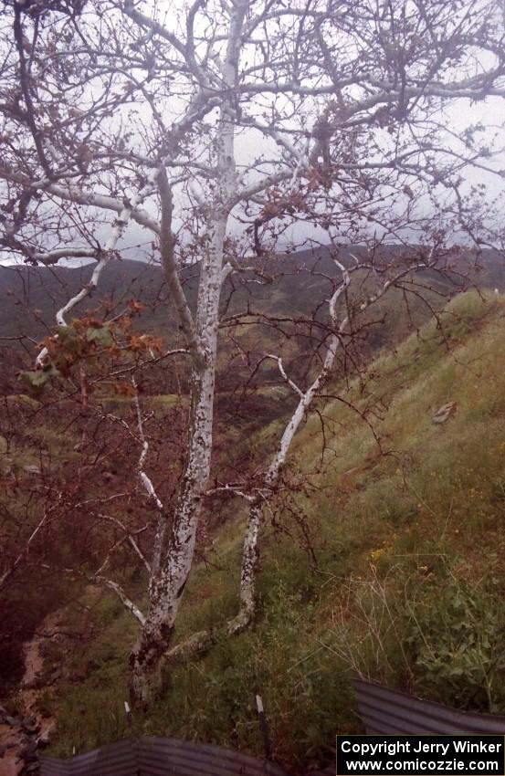 An Arizona Sycamore tree on the Del Sur stage.