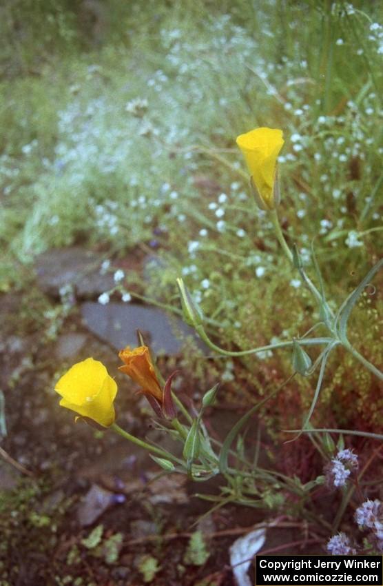 California poppies