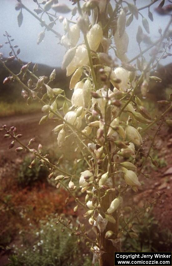 Wildflower blossoms