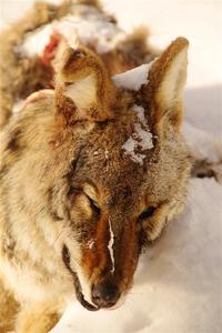A frozen, dead coyote by the side of Huff-Old State stage.
