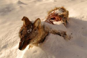 A frozen, dead coyote by the side of Huff-Old State stage.