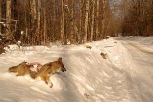 A frozen, dead coyote by the side of Huff-Old State stage.