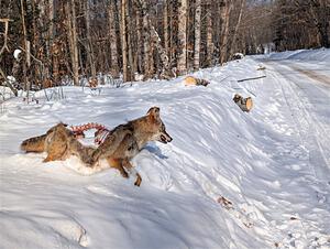 A frozen, dead coyote by the side of Huff-Old State stage.