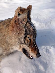 A frozen, dead coyote by the side of Huff-Old State stage.