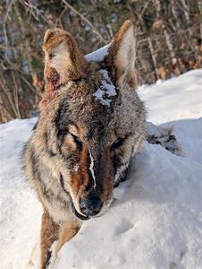 A frozen, dead coyote by the side of Huff-Old State stage.