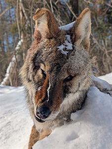 A frozen, dead coyote by the side of Huff-Old State stage.