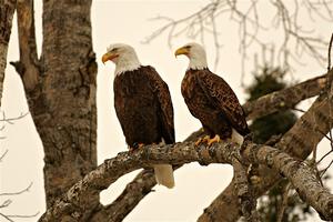 Bald Eagles