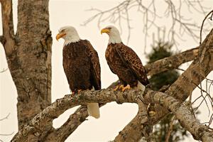 Bald Eagles
