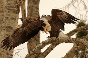 Bald Eagles