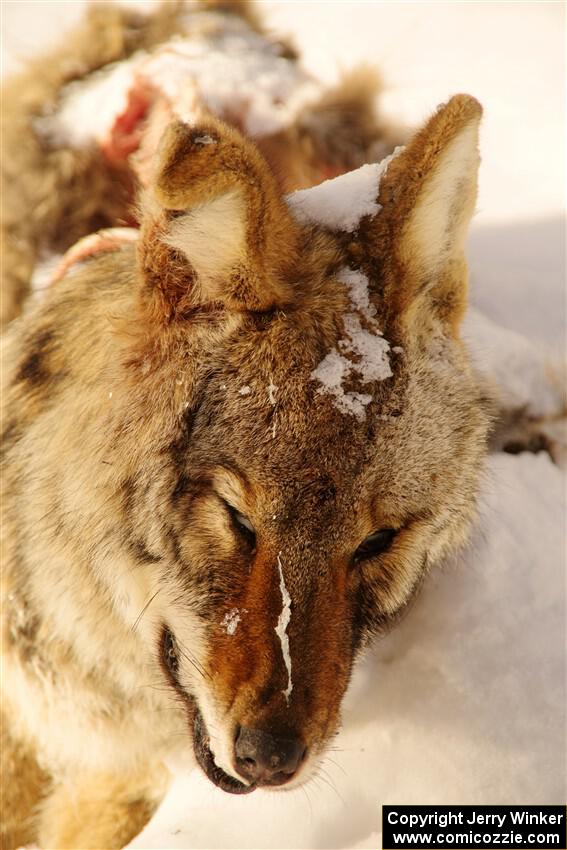 A frozen, dead coyote by the side of Huff-Old State stage.