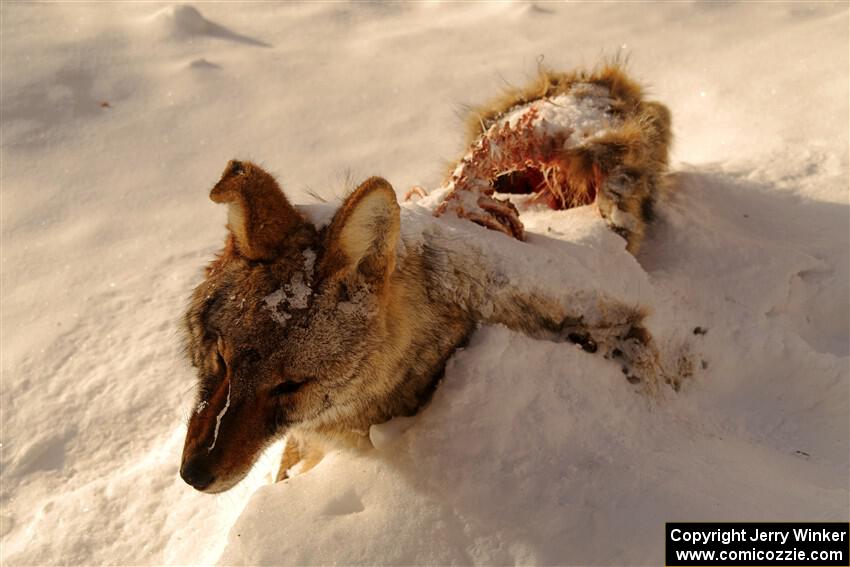 A frozen, dead coyote by the side of Huff-Old State stage.
