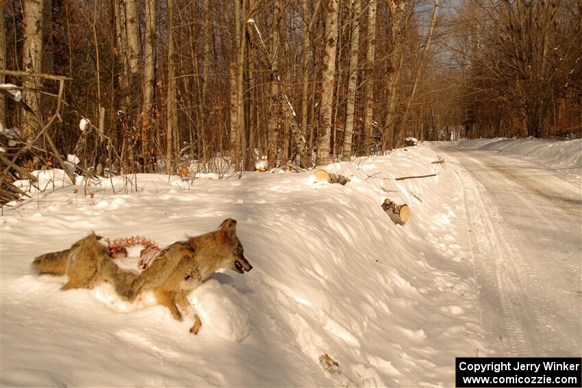 A frozen, dead coyote by the side of Huff-Old State stage.