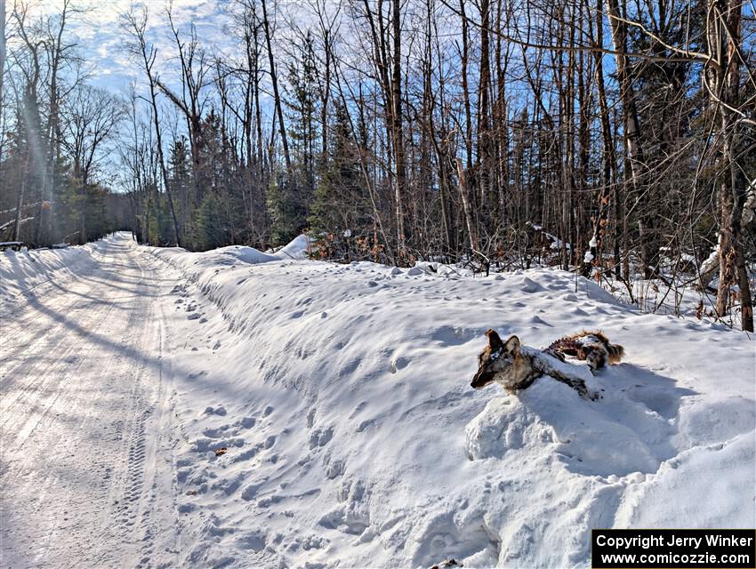 A frozen, dead coyote by the side of Huff-Old State stage.