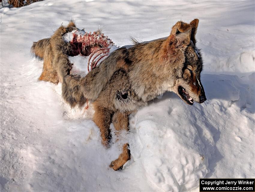 A frozen, dead coyote by the side of Huff-Old State stage.