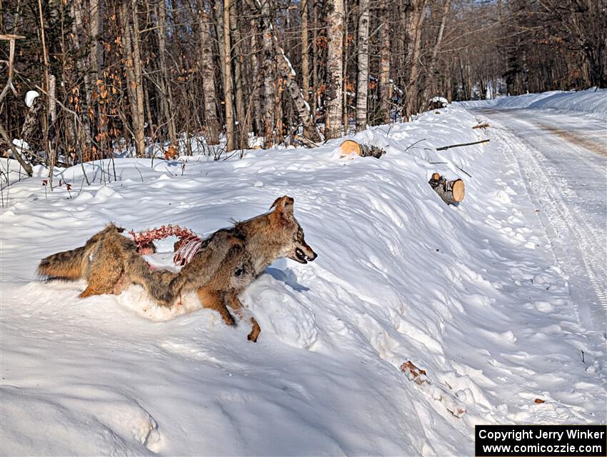 A frozen, dead coyote by the side of Huff-Old State stage.