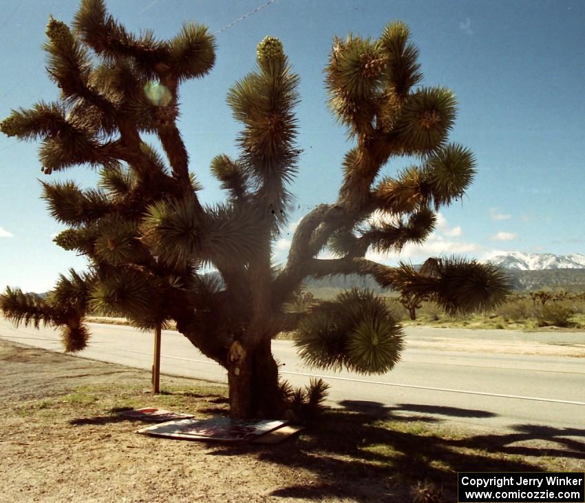 Joshua Tree