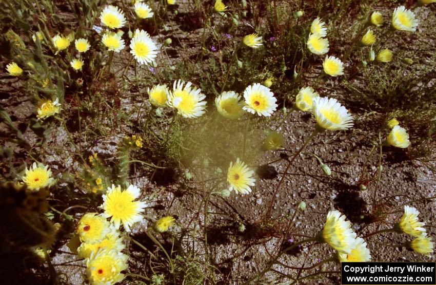 More wildflowers at the Joshua Tree