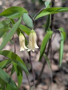 Sessileleaf Bellwort