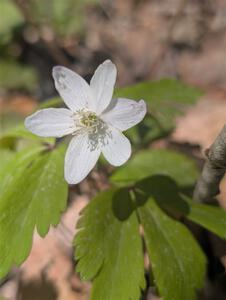 Wood Anemone