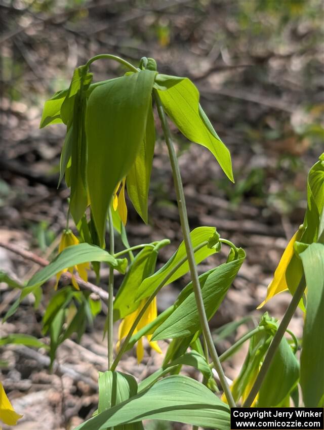 Large-flowered Bellworts